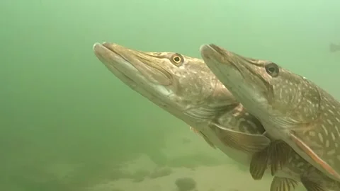 Passionate pikes Stock Footage 147406536