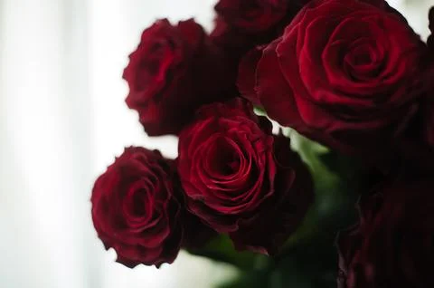 Passionate Rose Ensemble Foto stock