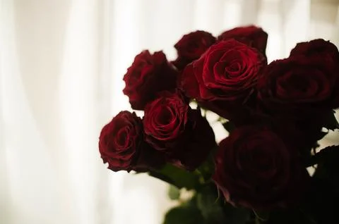 Passionate Rose Ensemble Foto stock