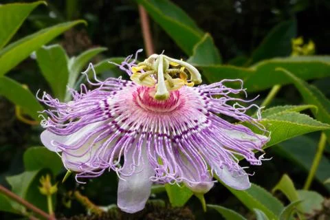 Passionflower Bloom Stock Photos