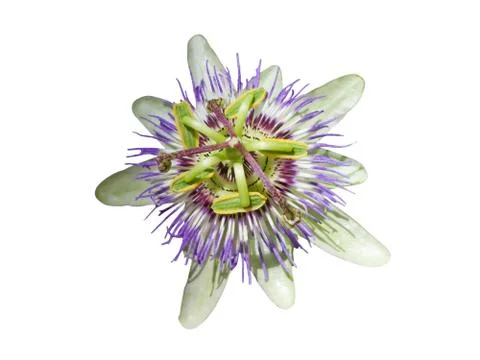 Passionflower isolated on white background. Stock Photos