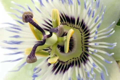 Passionflower Foto stock