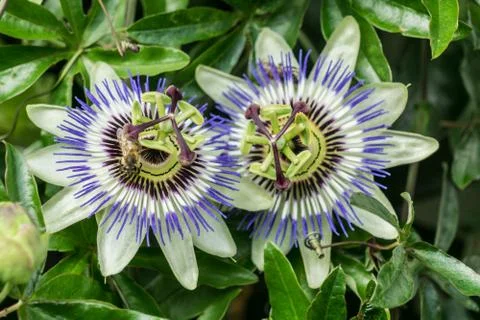 Passionflower Stock Photos