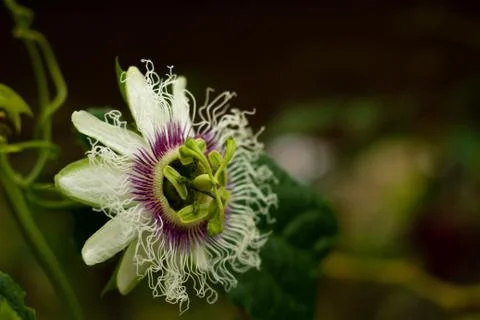 Passionflower Stock Photos
