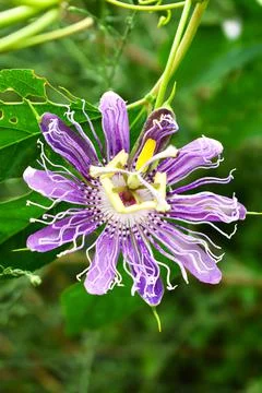 Passionflower 스톡 사진