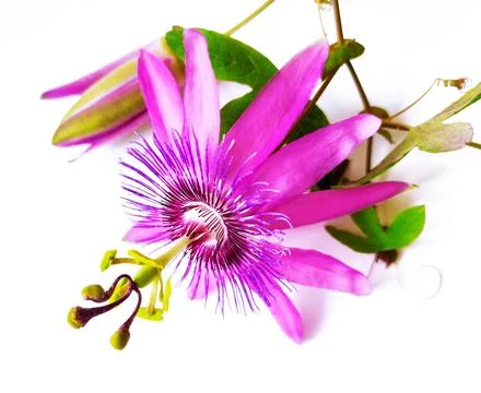 Passionflower Stock Photos