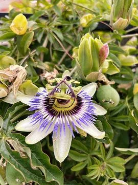 Passionflower Stock Photos