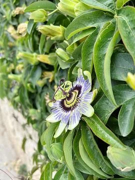 Passionflower Stock Photos