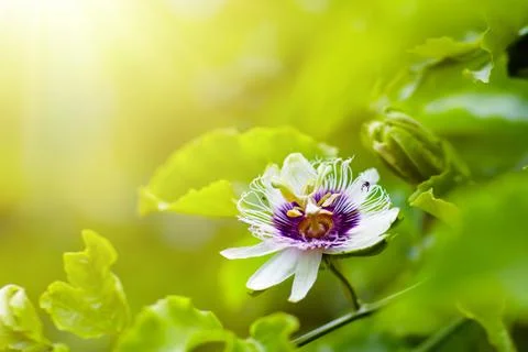 Passionfruit flower. Stock Photos