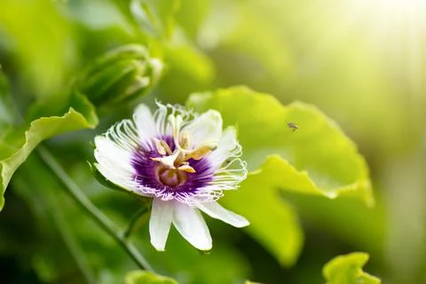 Passionfruit flower. Stock Photos