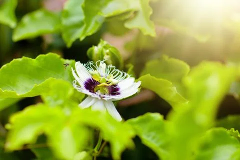 Passionfruit flower. Stock Photos