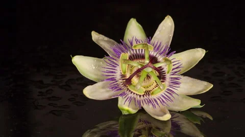 Passionfruit Flower Time-lapse Stock Footage 61632451