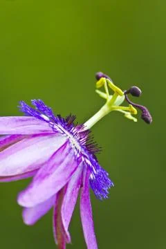 Passionsblume seitlich Stock Photos
