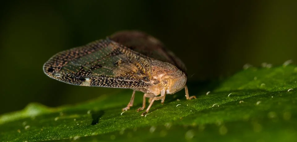 Passionvine hopper Foto stock