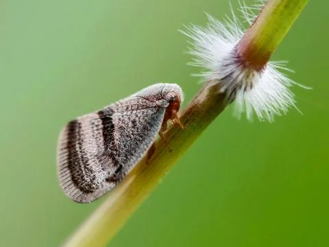 Passionvine Stock Photos