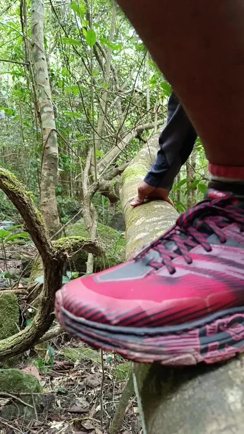 Past a fallen tree in the forest Stock Footage 245958677