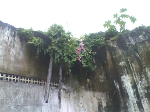 In the past it was a school, today it is inhabited by flowers, plants and insect Video stock 160232083