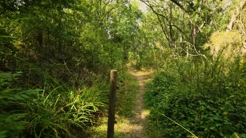Past the post, and into a lesser travelled overgrown part of the forest Видео 344992800
