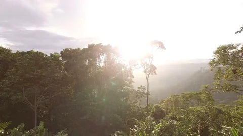 Past Tree and into the Sun Stock Footage 74357958