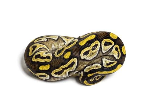 Pastel AVC ball python, Python Regius, isolated on white Stock-Fotos