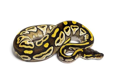 Pastel AVC ball python, Python Regius, isolated on white Stock-Fotos