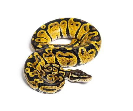 Pastel ball python, Python Regius, isolated on white Foto stock