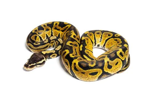 Pastel ball python, Python Regius, isolated on white Stock Photos