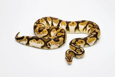 Pastel calico ball python or royal python (python regius), female Stock-Fotos