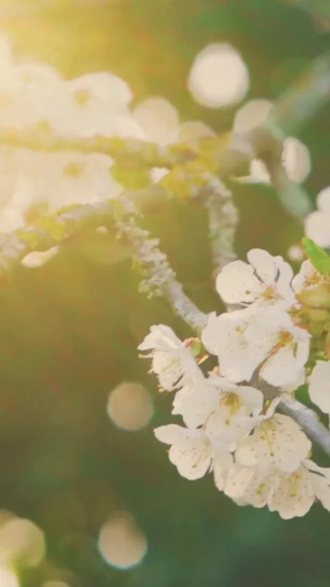 Pastel Cherry Blossoms Dancing in Golden Sunlight Video stock 337083541