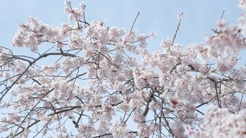 Pastel Cherry Blossoms Stock Footage 175643769