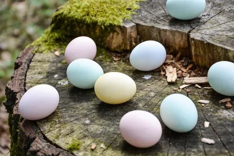 Pastel colored Easter eggs scattered on a mossy tree stump in a forest settin Stock Photos