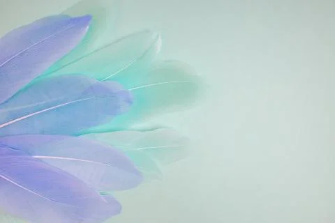 Pastel colored feathers on blue background. Stock Photos
