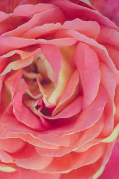 Pastel colored rose background Stock Photos