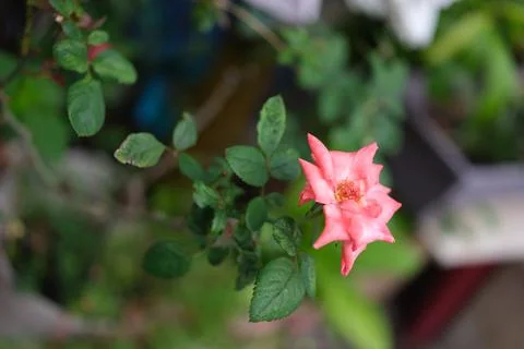 Pastel colored roses. Soft focus small depth of field photo . Concept valen.. Stock Photos