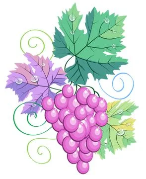 Pastel colors vector grape leaves, berries and vine on white background illus Ilustración de archivo