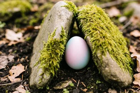 A pastel Easter egg nestled between moss-covered rocks in a forest setting Stock Photos