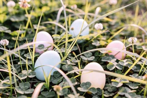 Pastel Easter eggs hidden in lush green clover and grass with delicate whit.. Stock Photos