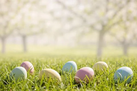 Pastel Easter eggs hidden in lush green grass with blooming trees in the ba.. Stock Photos