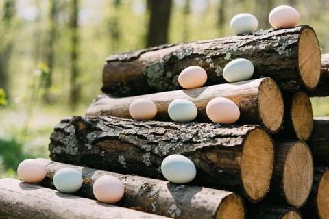 Pastel Easter eggs nestled on rustic logs in a sunlit forest clearing Foto stock