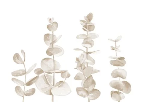 Pastel eucalyptus branches. Dried tree leaves. Watercolour toned illustration Stock Illustration