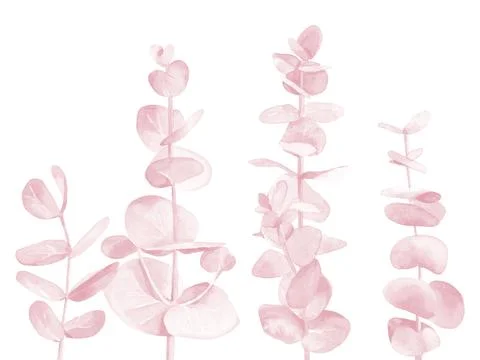 Pastel eucalyptus set. Light pink branches. Watercolour illustration isolated on Stock Illustration