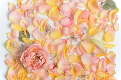 Pastel flower background. Stock Photos