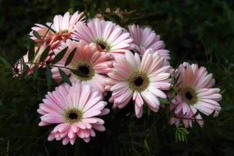 Pastel gerberas Stock Photos