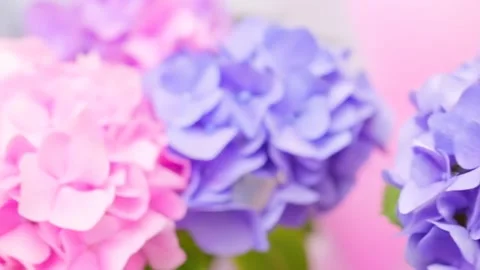 Pastel Hydrangea Blooms: Soft Focus, Vibrant Colors, Floral Beauty. Stock Footage 333409986