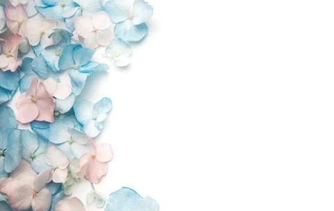Pastel hydrangea petals border on white background Stock Photos