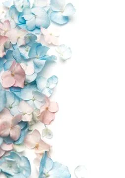 Pastel hydrangea petals border on white background Stock Photos