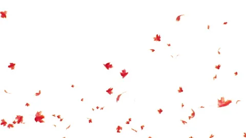 Pastel Maple Leaf Explosion Video Stock Footage 312717468