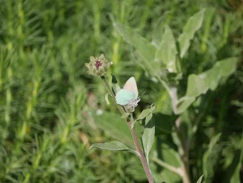 Pastel Moth Фото
