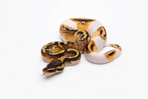 Pastel piebald ball python or royal python (python regius), female Foto stock