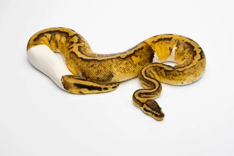 Pastel piebald ball python or royal python (python regius), female Stock Photos